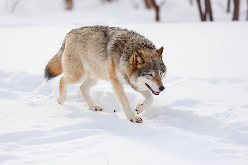 Full length of wolf walking on snow