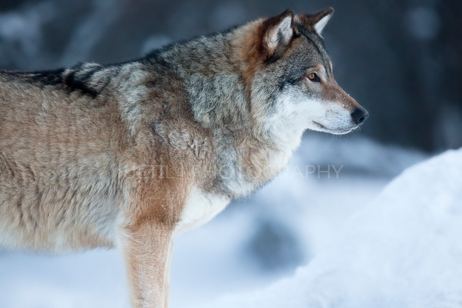 Close up of wolf standing in the snow