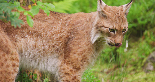 Lynx licking paw in wilderness area