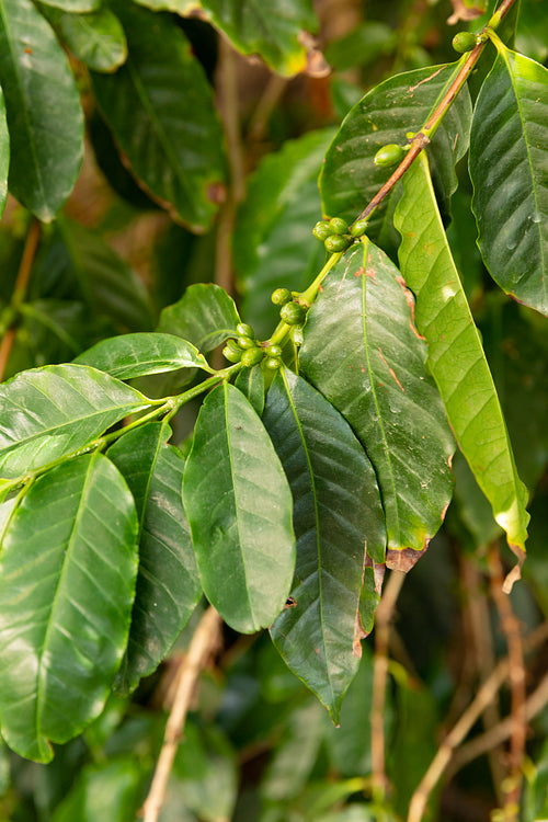 Close-Up Of Fresh Coffee Fruits Growing on Plant In Farm