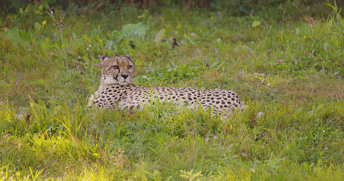 Large adult cheetah laying in a field resting