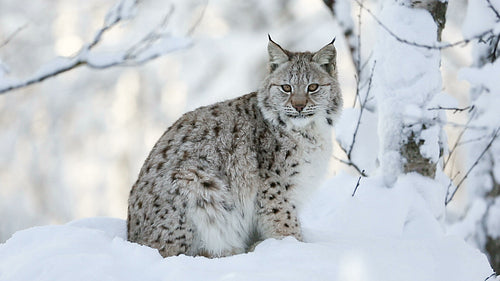 Young lynx cub in the cold winter forest