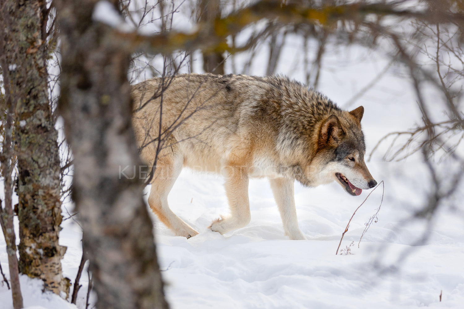 Eurasian wolf strolling through bare trees on snow