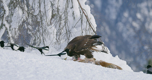 Close-up of a golden eagle tear off meat from dead fox in the mountains at winter