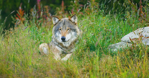 One large adult male grey wolf rests in the forest
