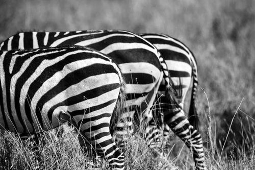 Close up of zebra rear ends in Africa