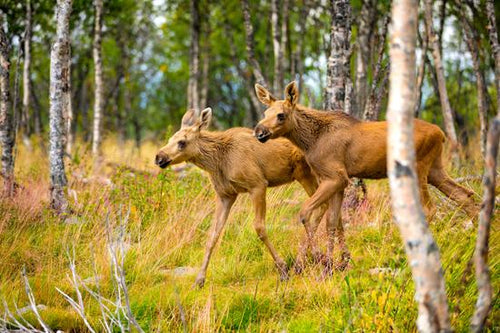 Two Moose Calves Walking In Forest At Summer