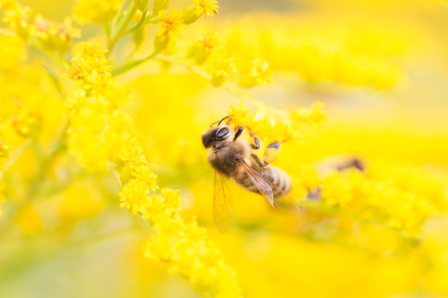 Bees feeding on nectar and pollen