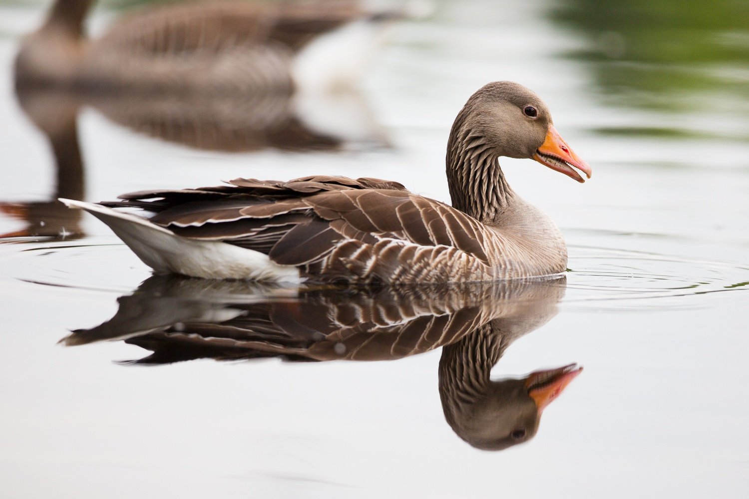 Greylag Goose in Water