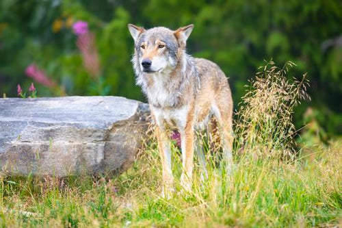 Large male grey wolf standing in a field in the forest