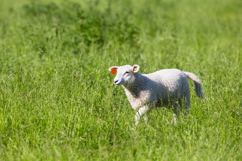 Sheep walking in the Grass