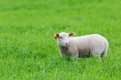 Sheeps and Lambs