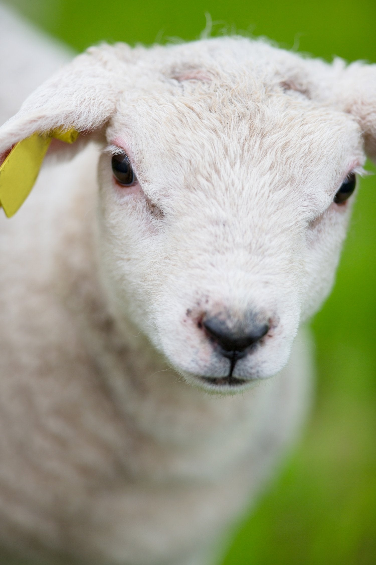 Sheeps and Lambs